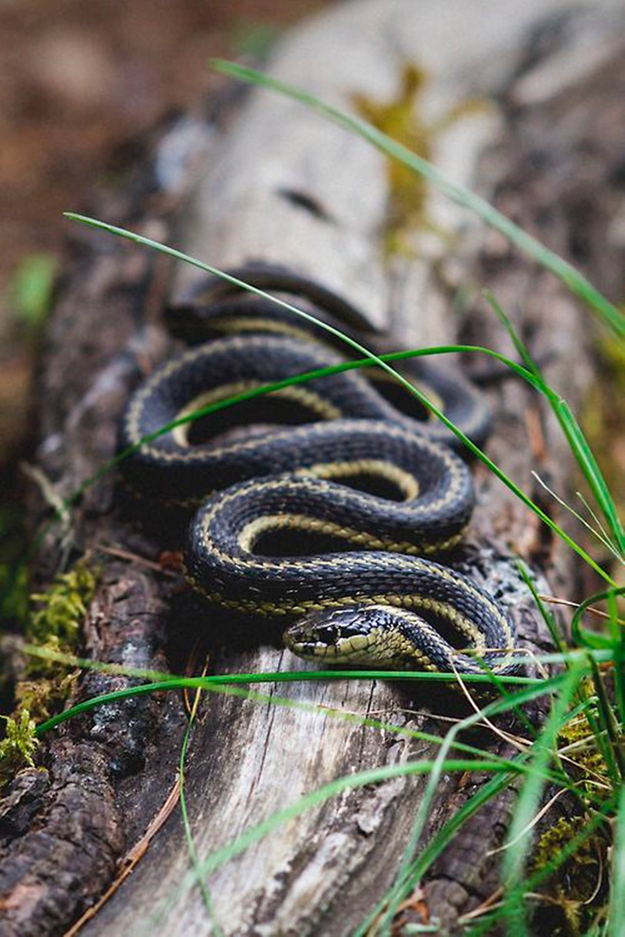 Slithering Northwestern Garter Snake Wallpaper