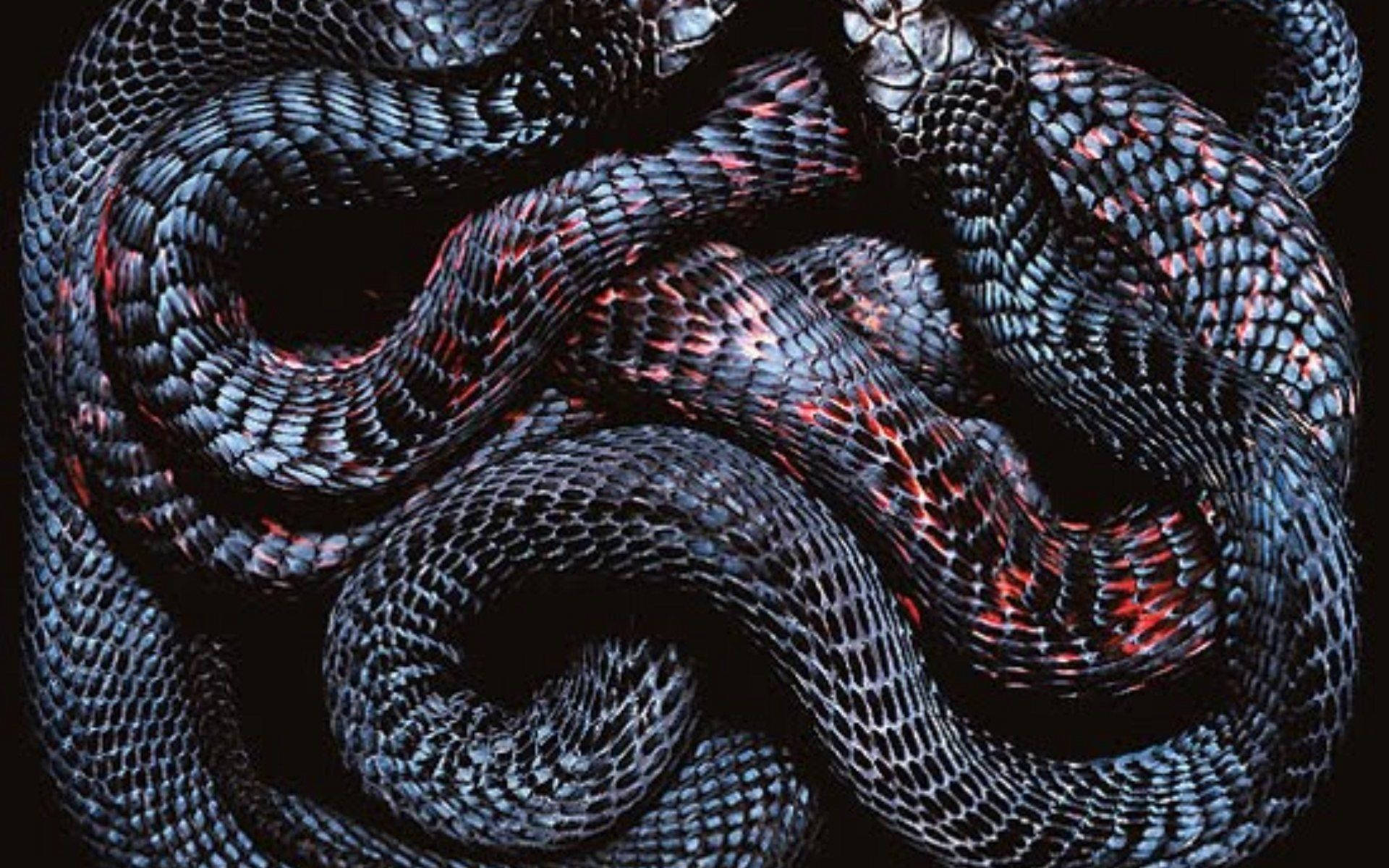 Slithery Scaled Snakes Wallpaper