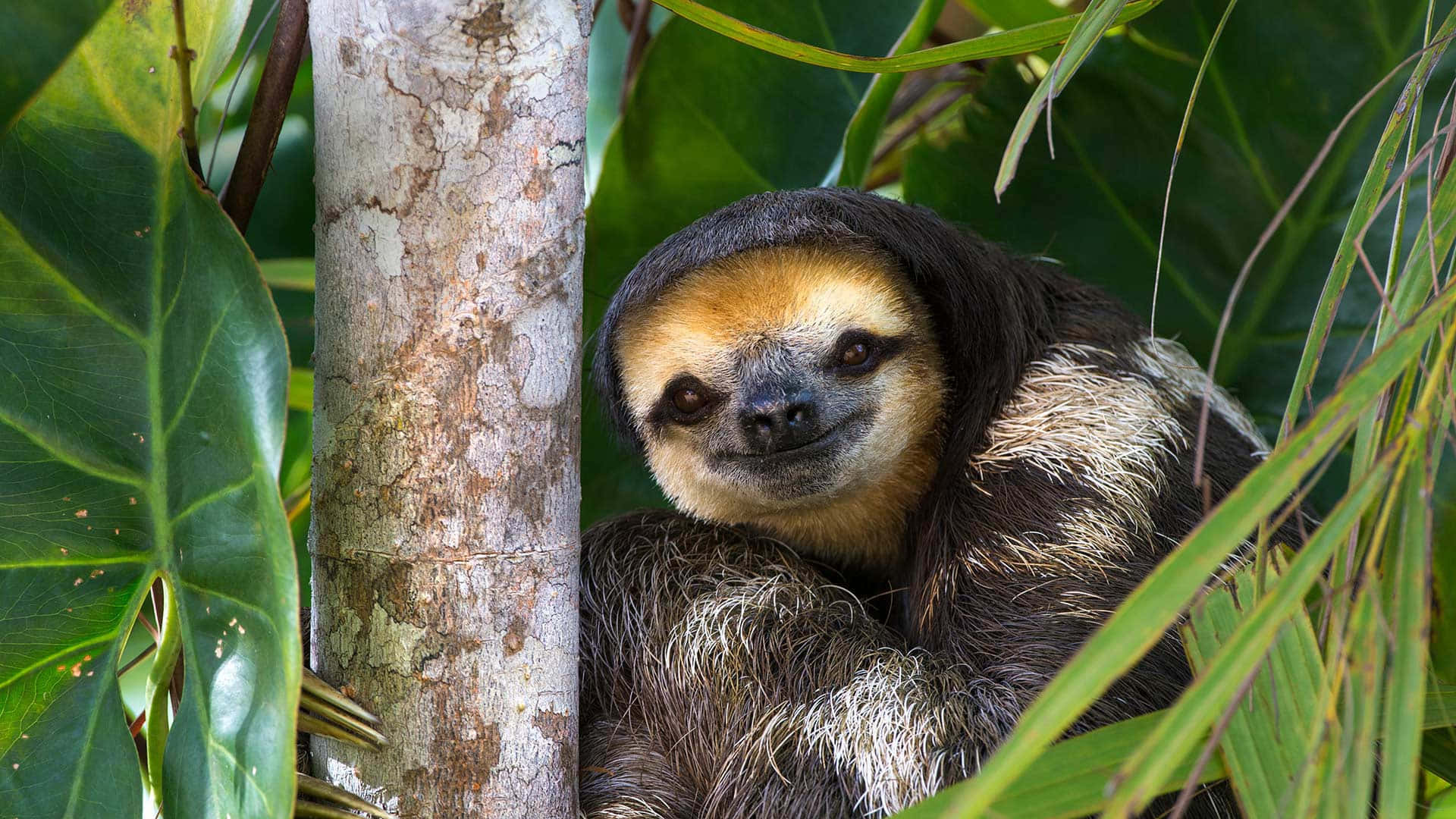 A sleepy sloth taking afternoon nap