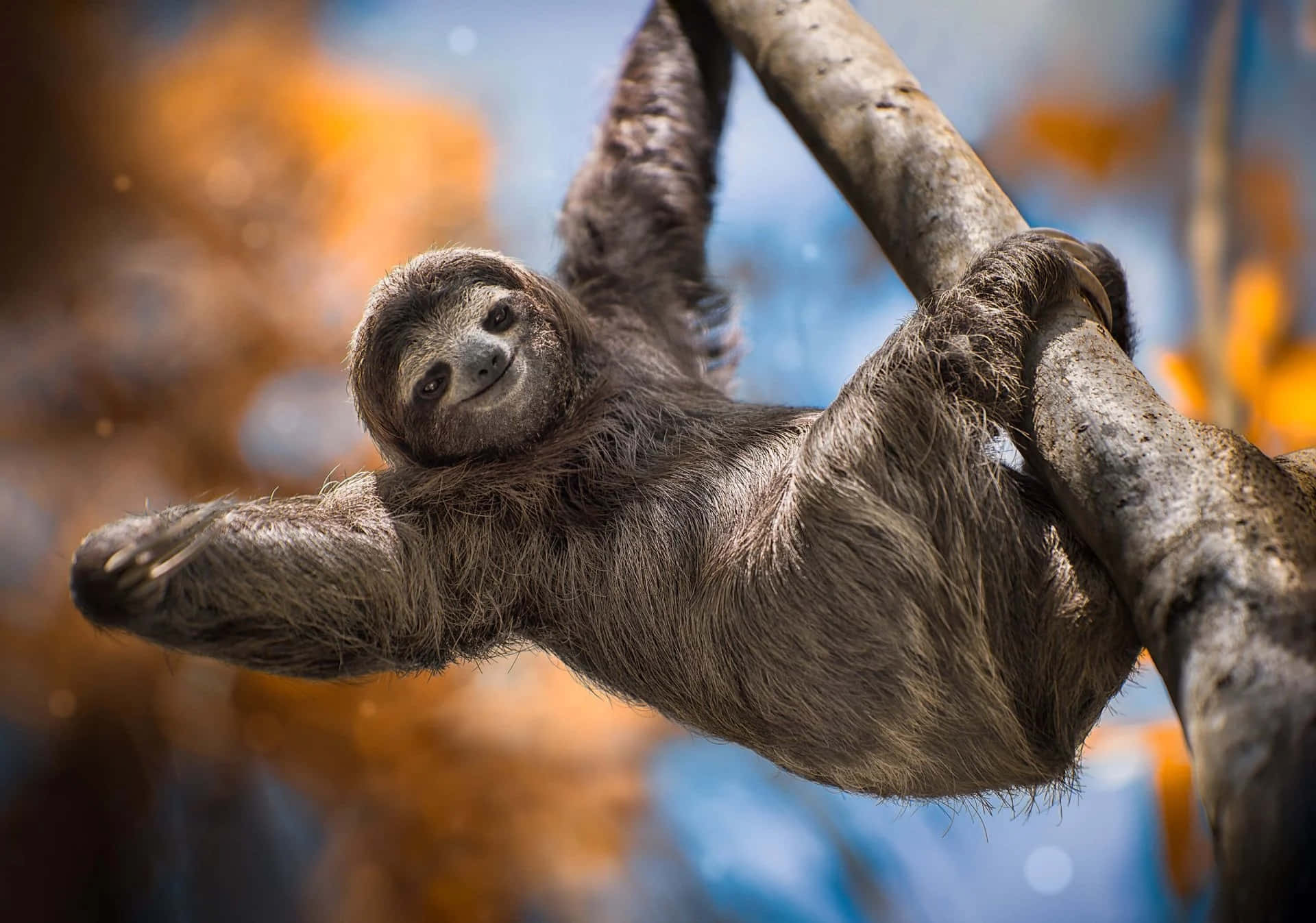 A sloth enjoying the sun and taking it slow