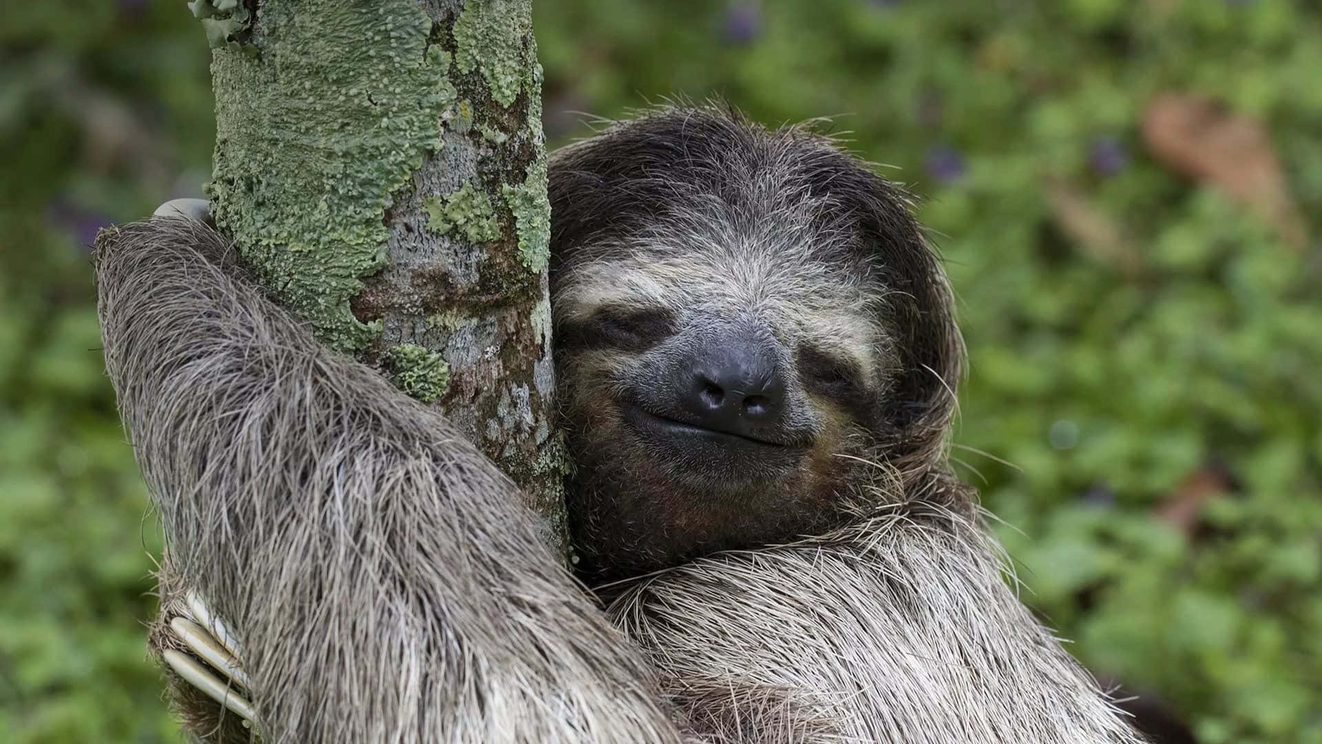 A Sloth Is Hanging On A Tree