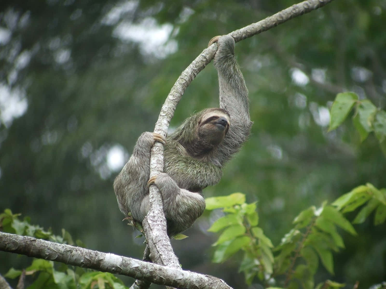 A Relaxed Sloth Hanging On a Tree Branch