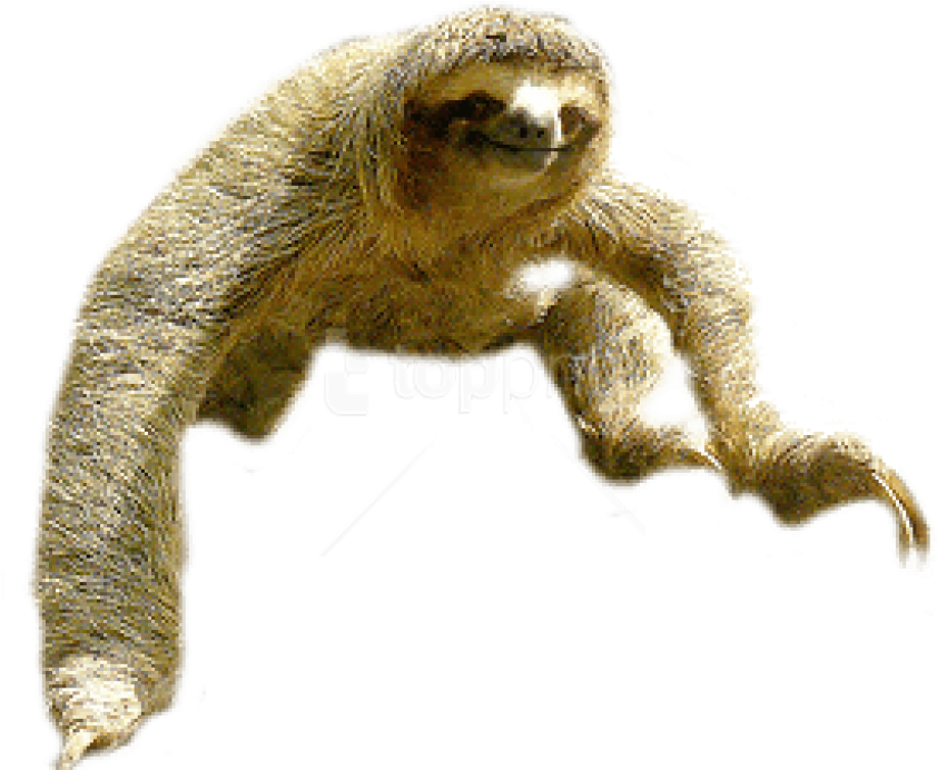 Sloth Climbing Transparent Background PNG
