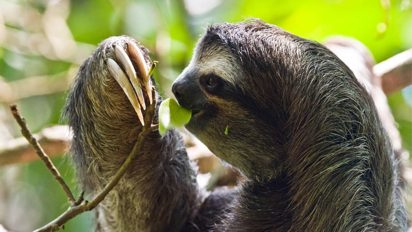 Sloth Eating A Leaf Wallpaper