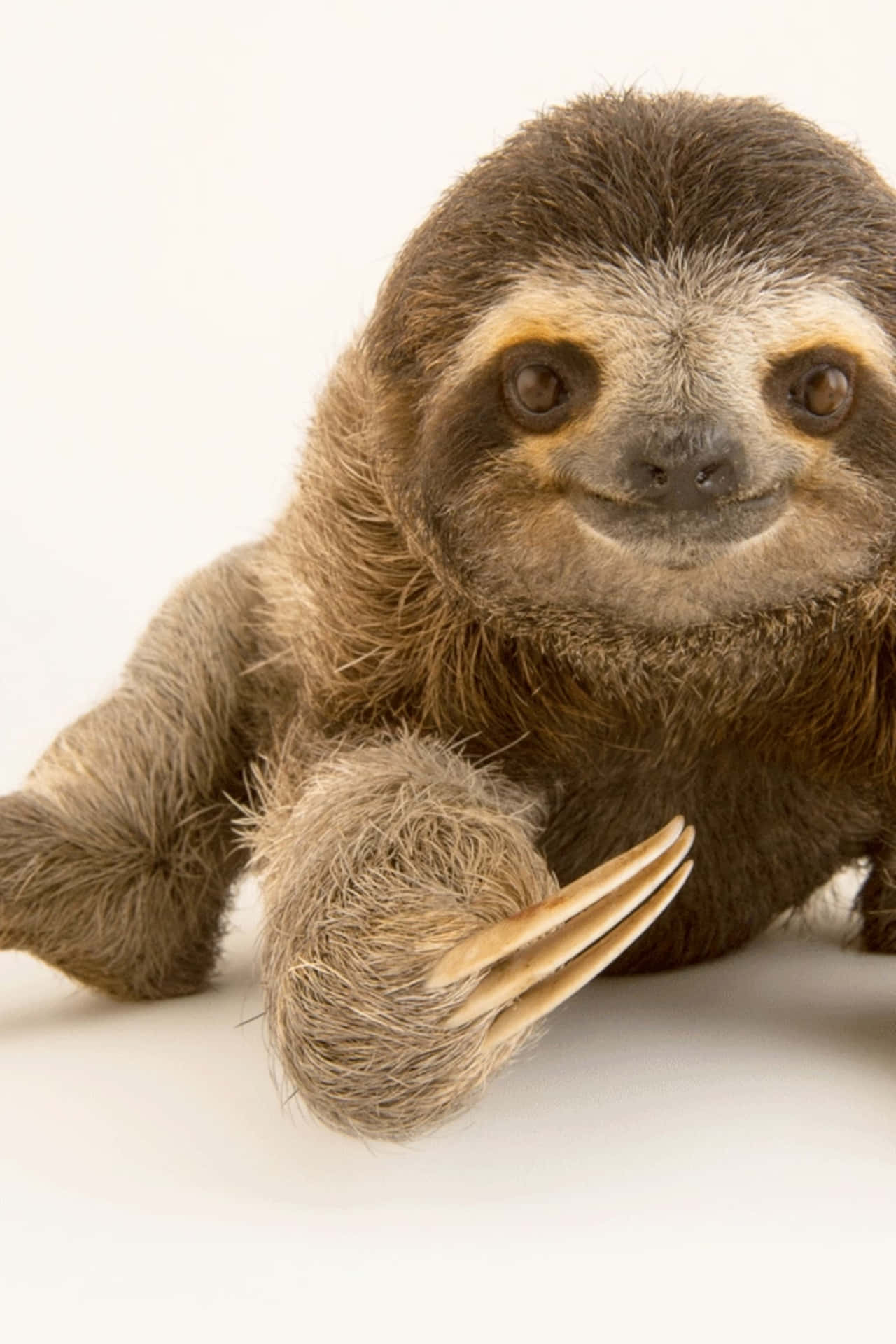 The Cuteness of a Sloth
