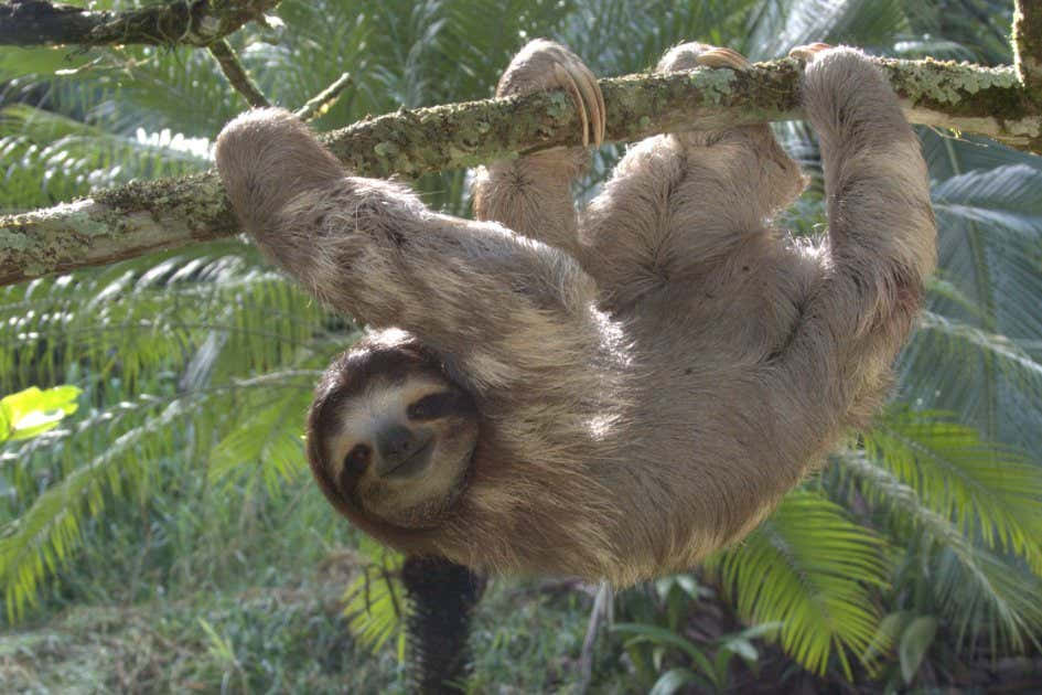 Cute Sloth Relaxing In Tree