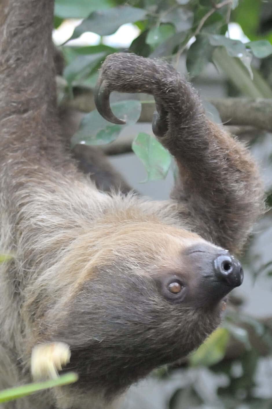 A lazy sloth living its best life.