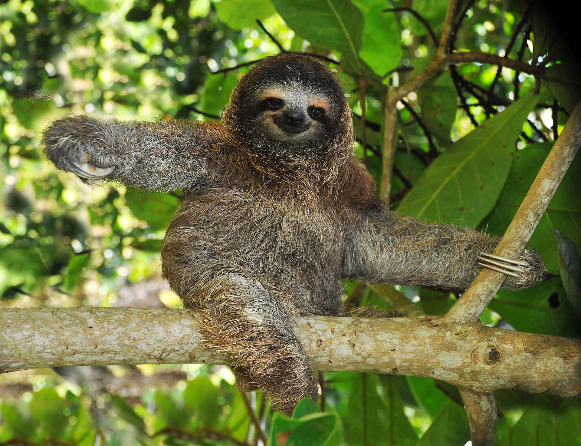 Cuddle up with this adorable Sloth