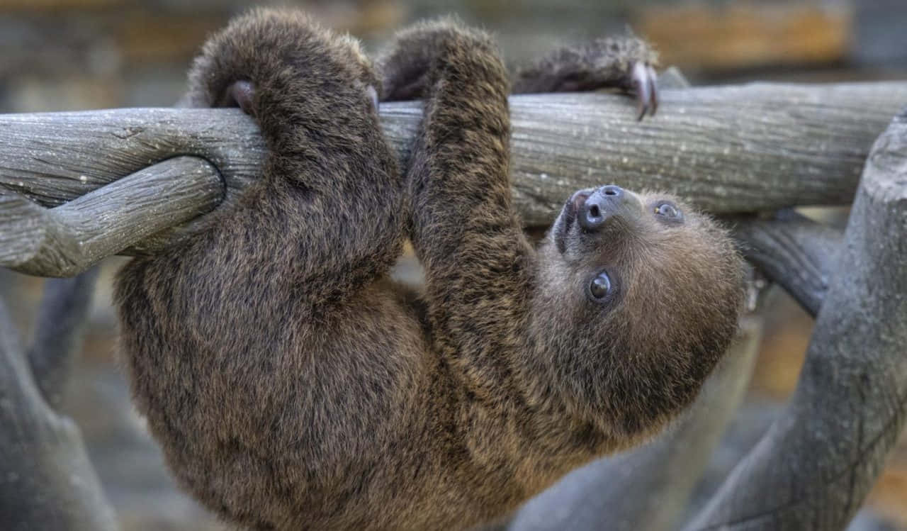 A sleepy sloth on a branch