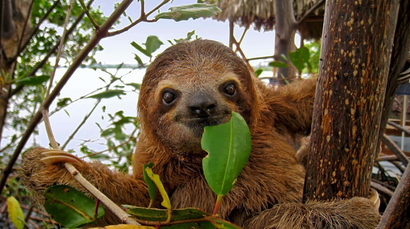 A lazy sloth taking it slow