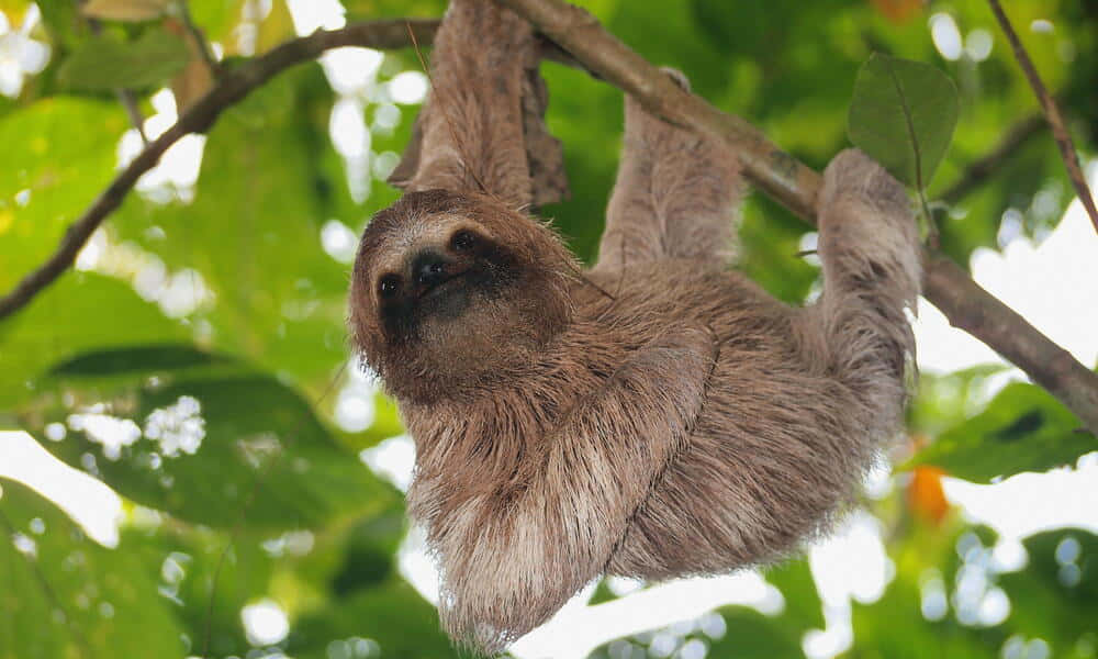 A Sloth Taking it Slow