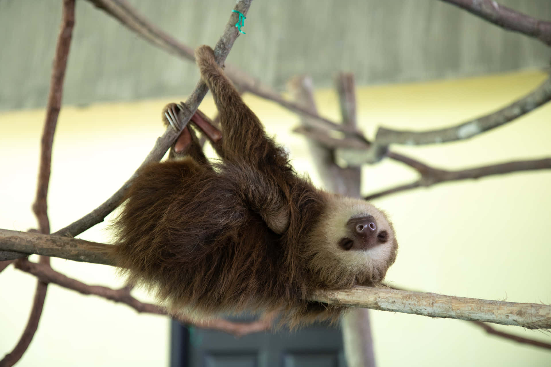 A sleepy sloth, enjoying a peaceful nap.