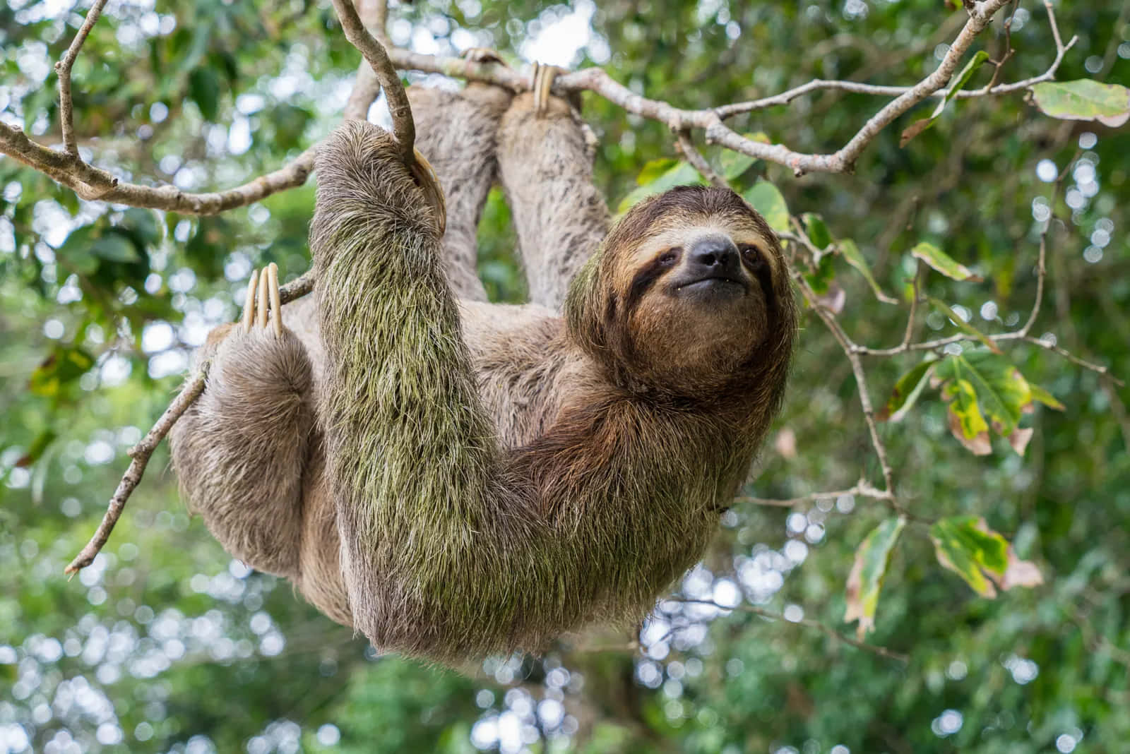 Sloth hanging motionless against a tree, taking a moment of relaxation.