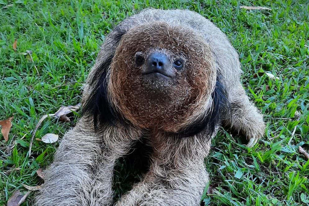 A Sloth Is Laying On The Grass