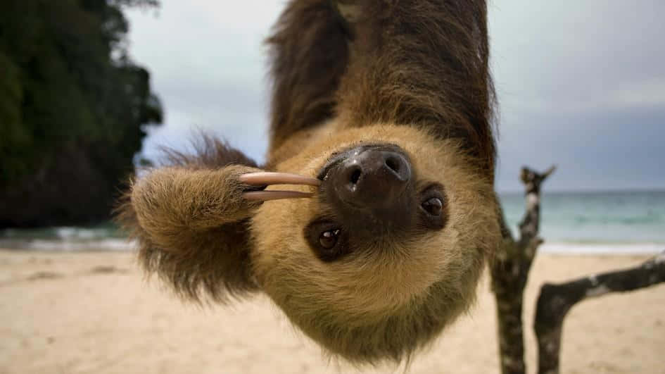 Look at this Adorably Cute Sloth
