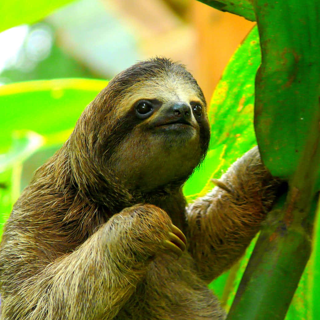 Take It Easy - Adorable Sloth Hanging Around