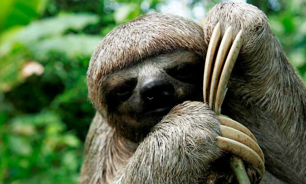 A Sloth in its Natural Habitat