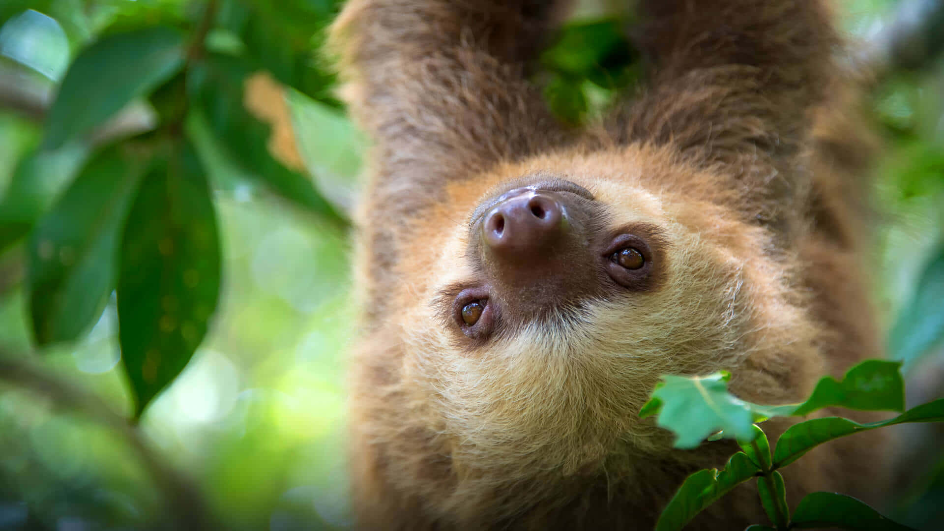 A sloth hangs from a tree, taking a moment to enjoy life.