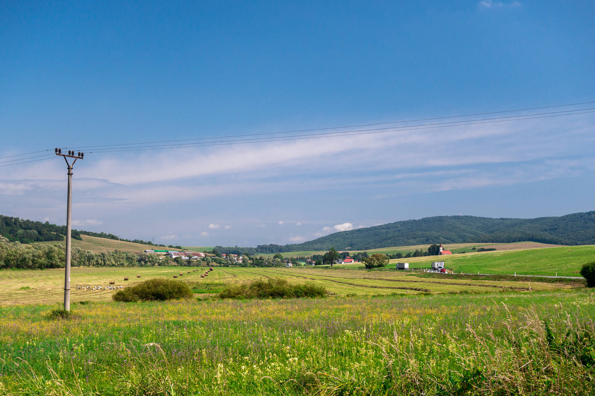Slovakia Grassland With Flowers