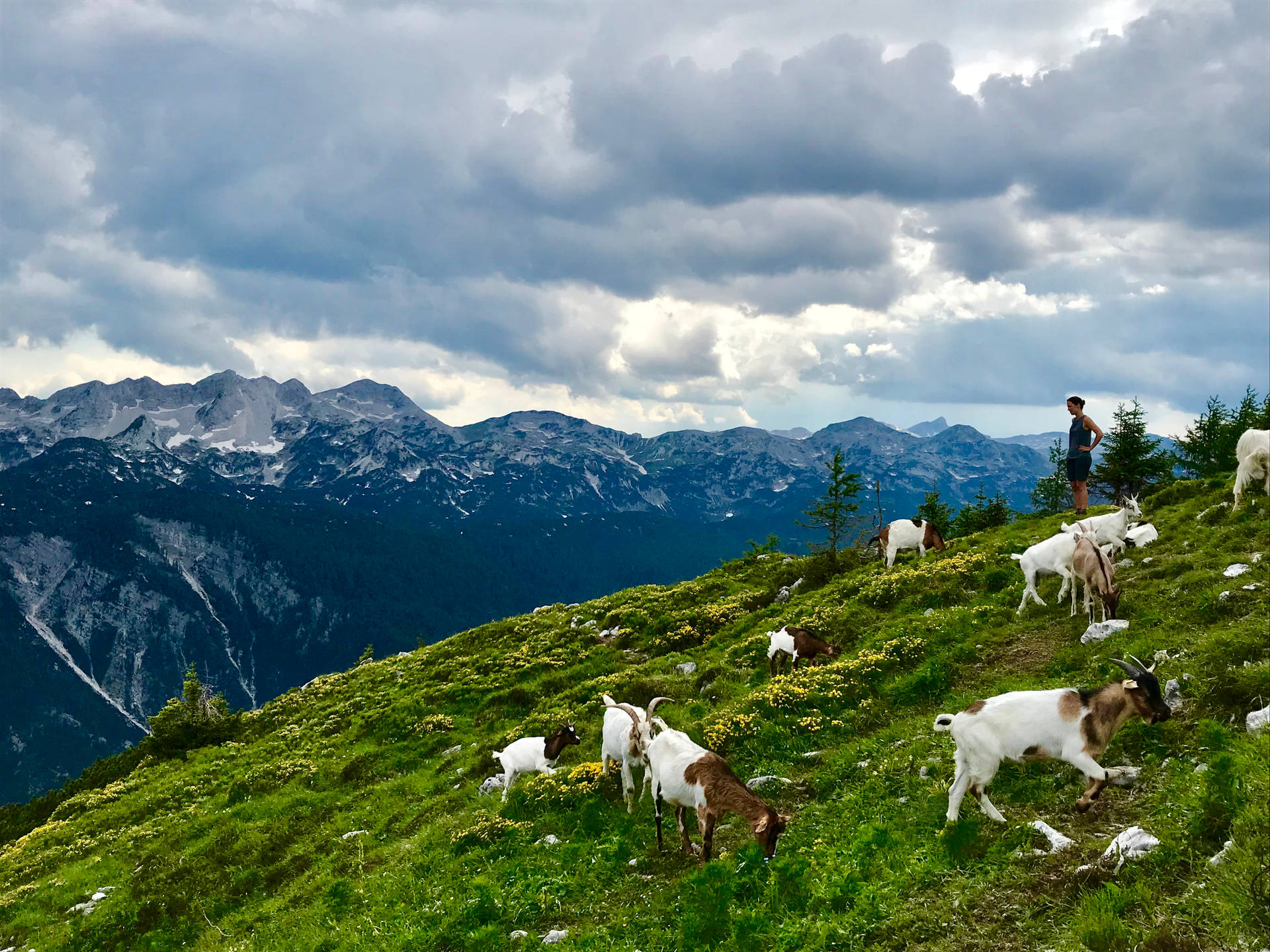 Slovenia Goats On Mountains Wallpaper