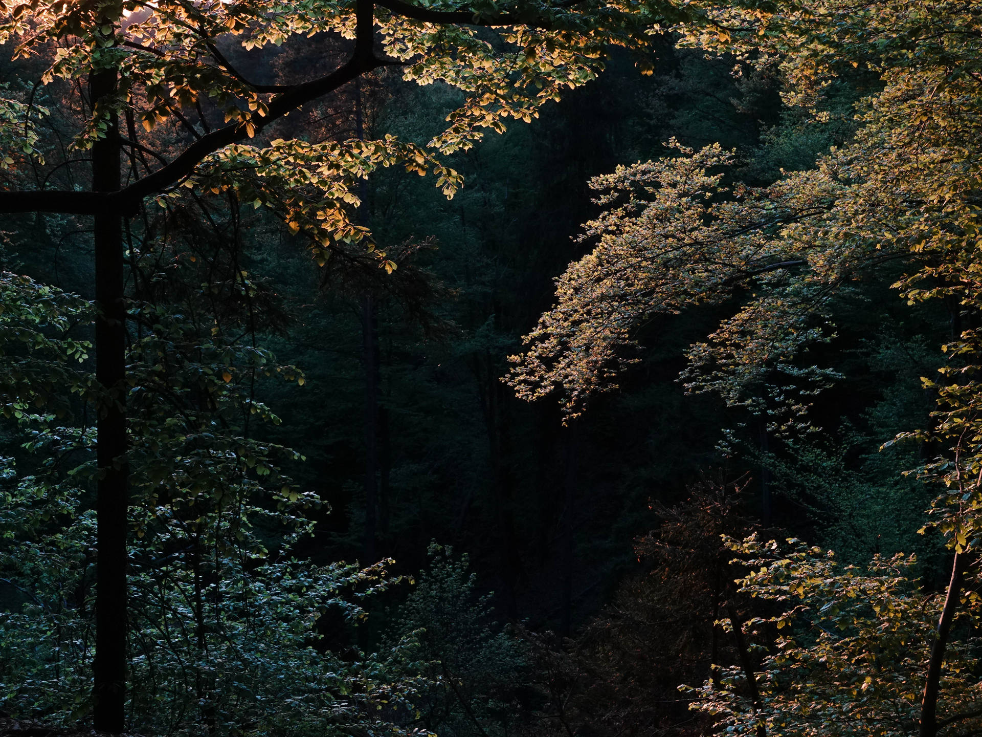 Slowenischersonnenuntergang Im Wald Wallpaper