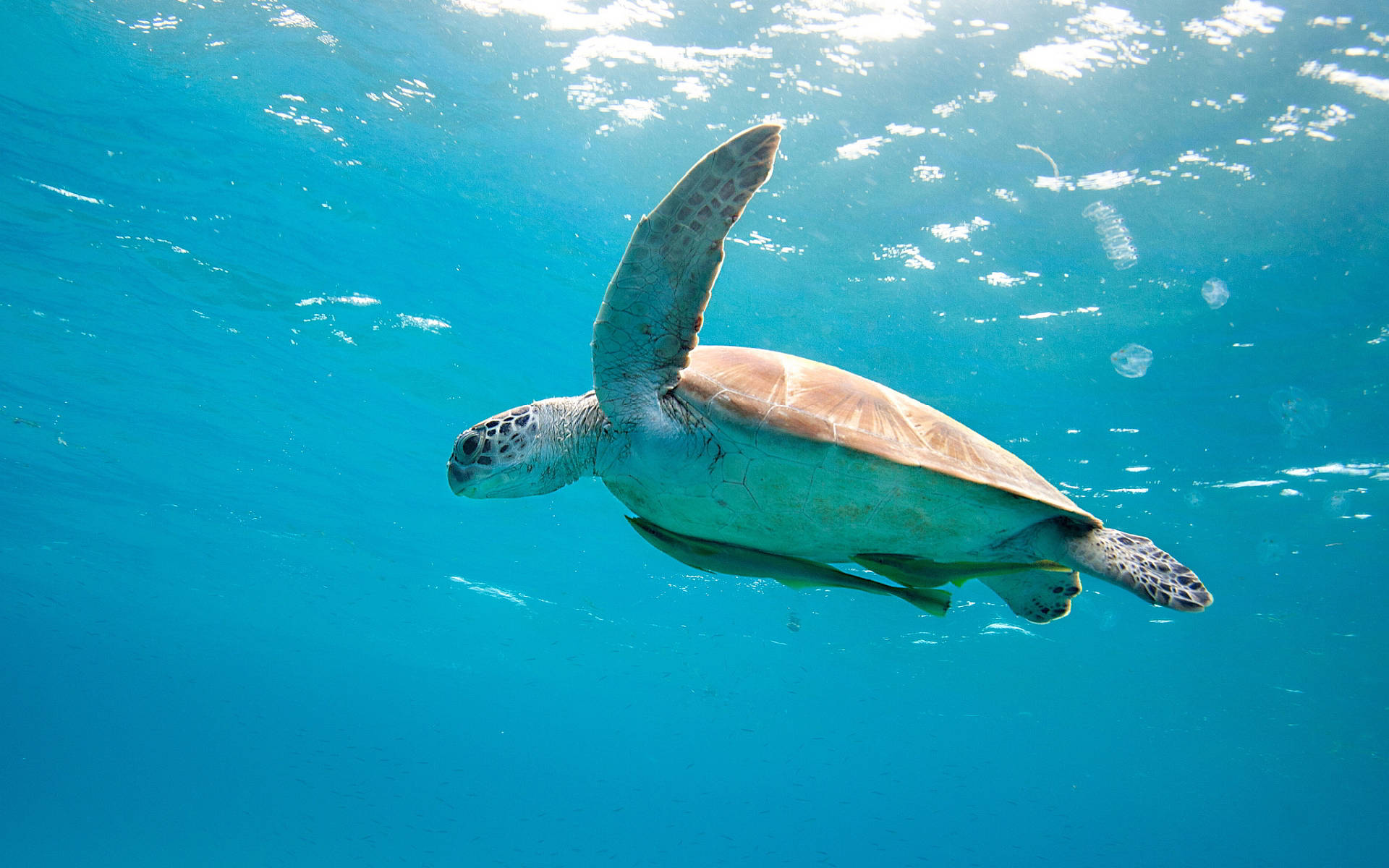 Slowpoke Sea Turtle Underwater Wallpaper