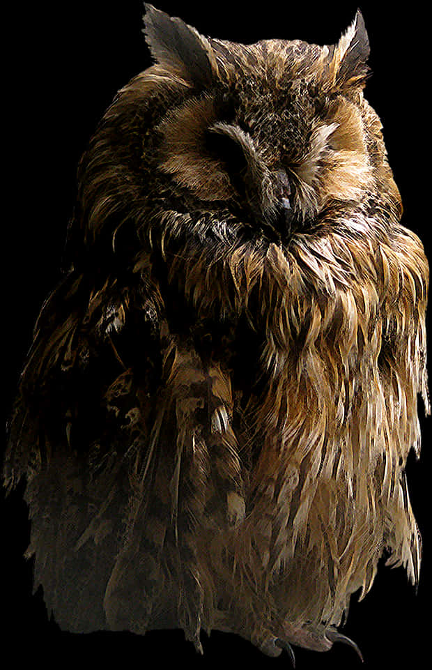Slumbering Owl Black Background PNG
