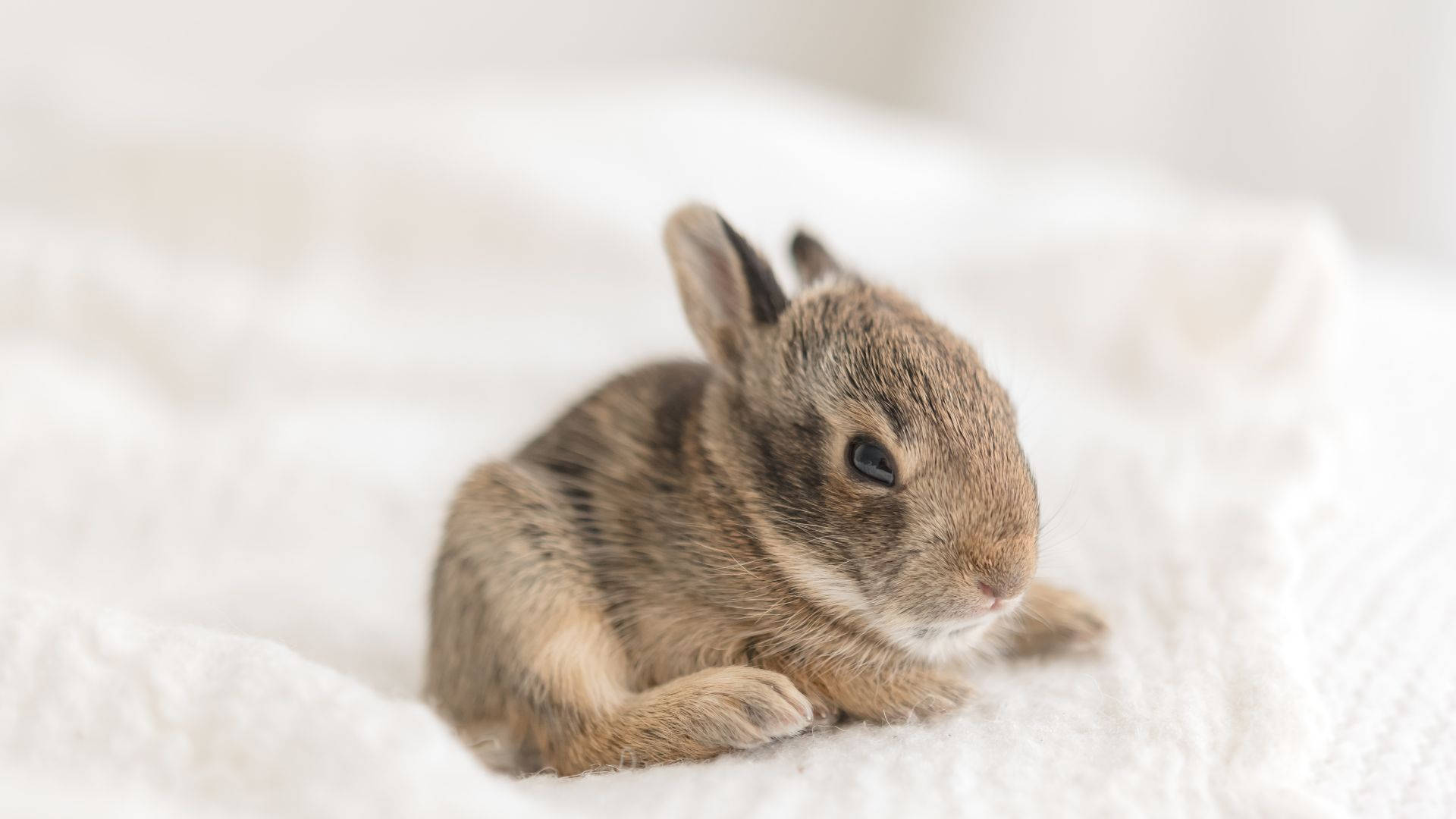 Small And Cute Baby Bunny Wallpaper
