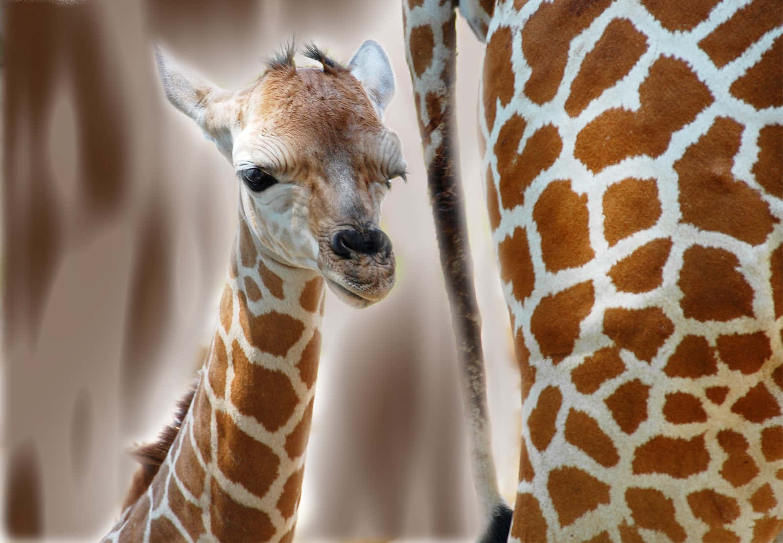 Litenoch Söt Baby-giraff. Wallpaper