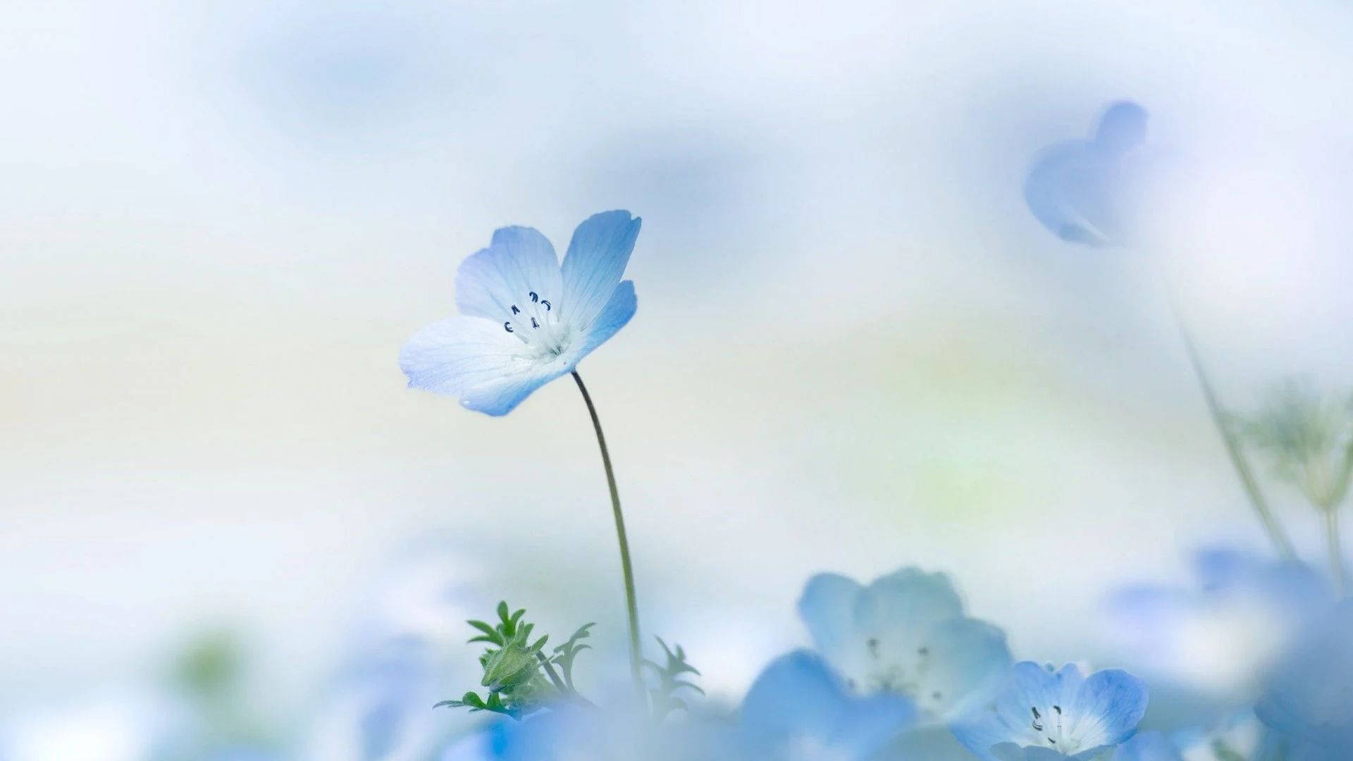 Small Baby Blue Flowers Wallpaper