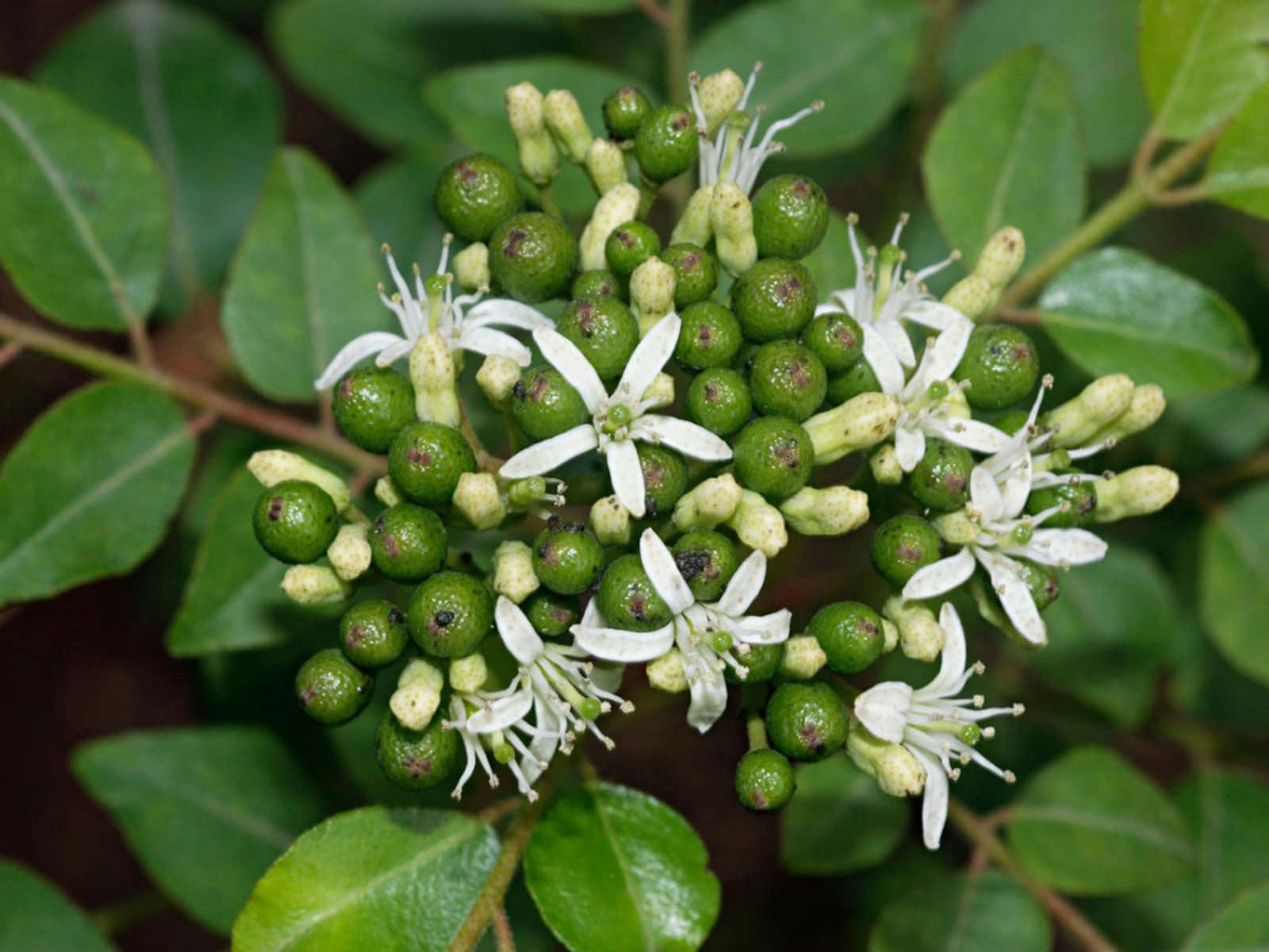 Small Baby Curry Berry Fruits On Branch Wallpaper