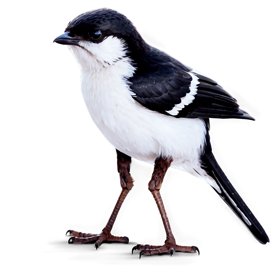 Small Bird Png 05232024 PNG