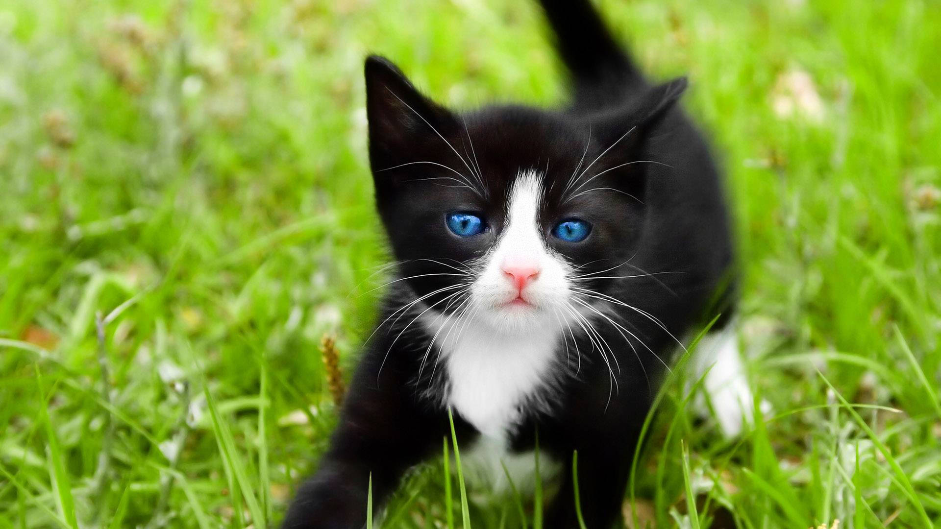 Small Black And White Cat With Blue Eyes Wallpaper