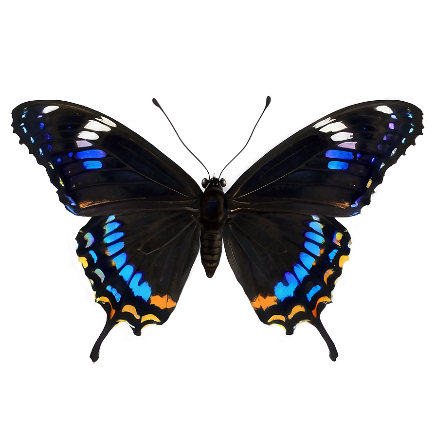 Small Black Butterfly Png 06252024 PNG