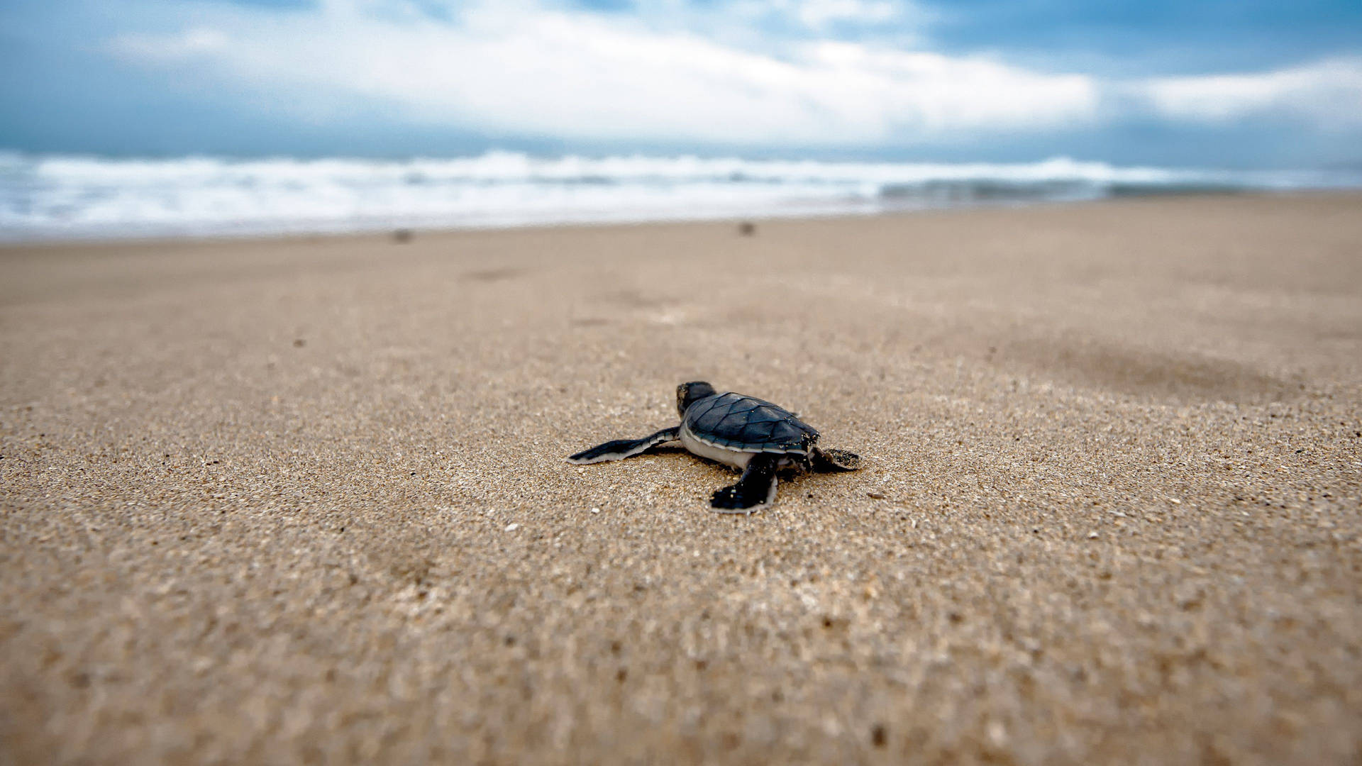 Small Black Cute Turtle On Seashore Wallpaper