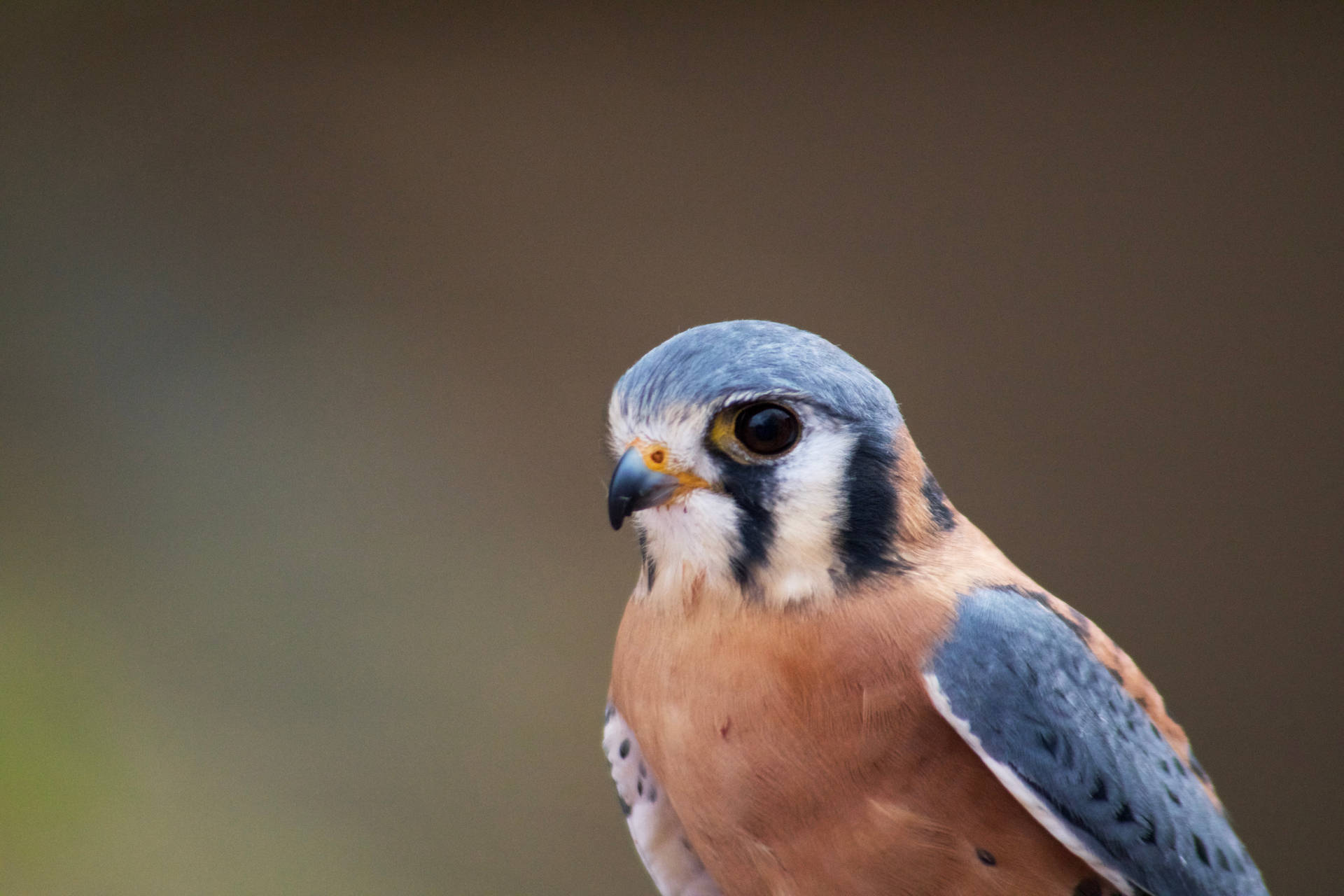 Small Blue Amur Falcon