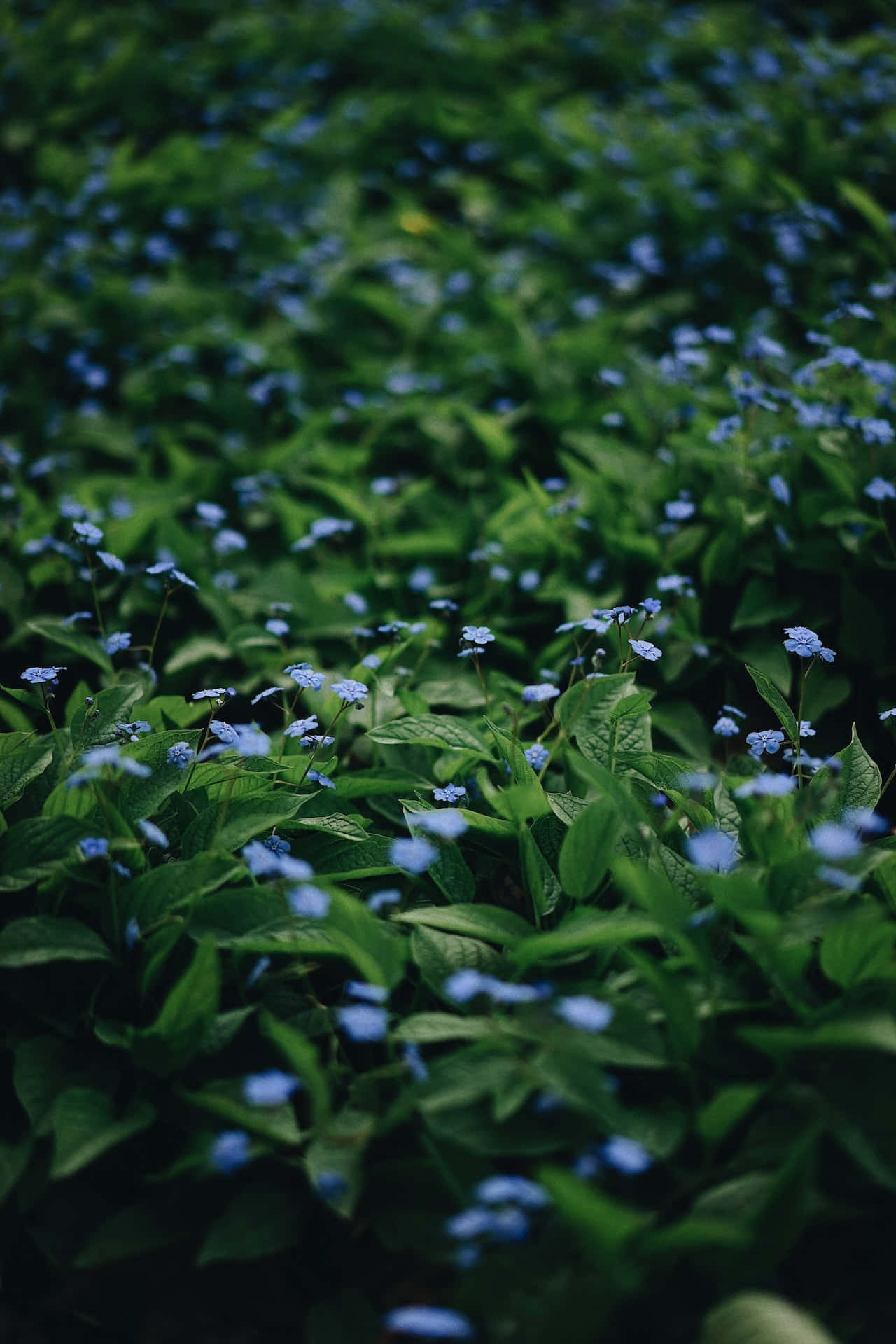 Lille blå blomst Telefon Tapet Wallpaper