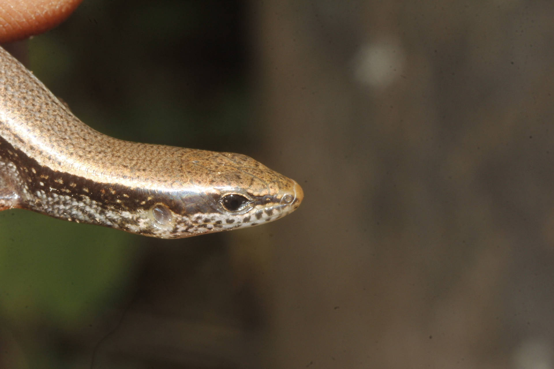 Close-up shot of a brown Ground Skink Wallpaper