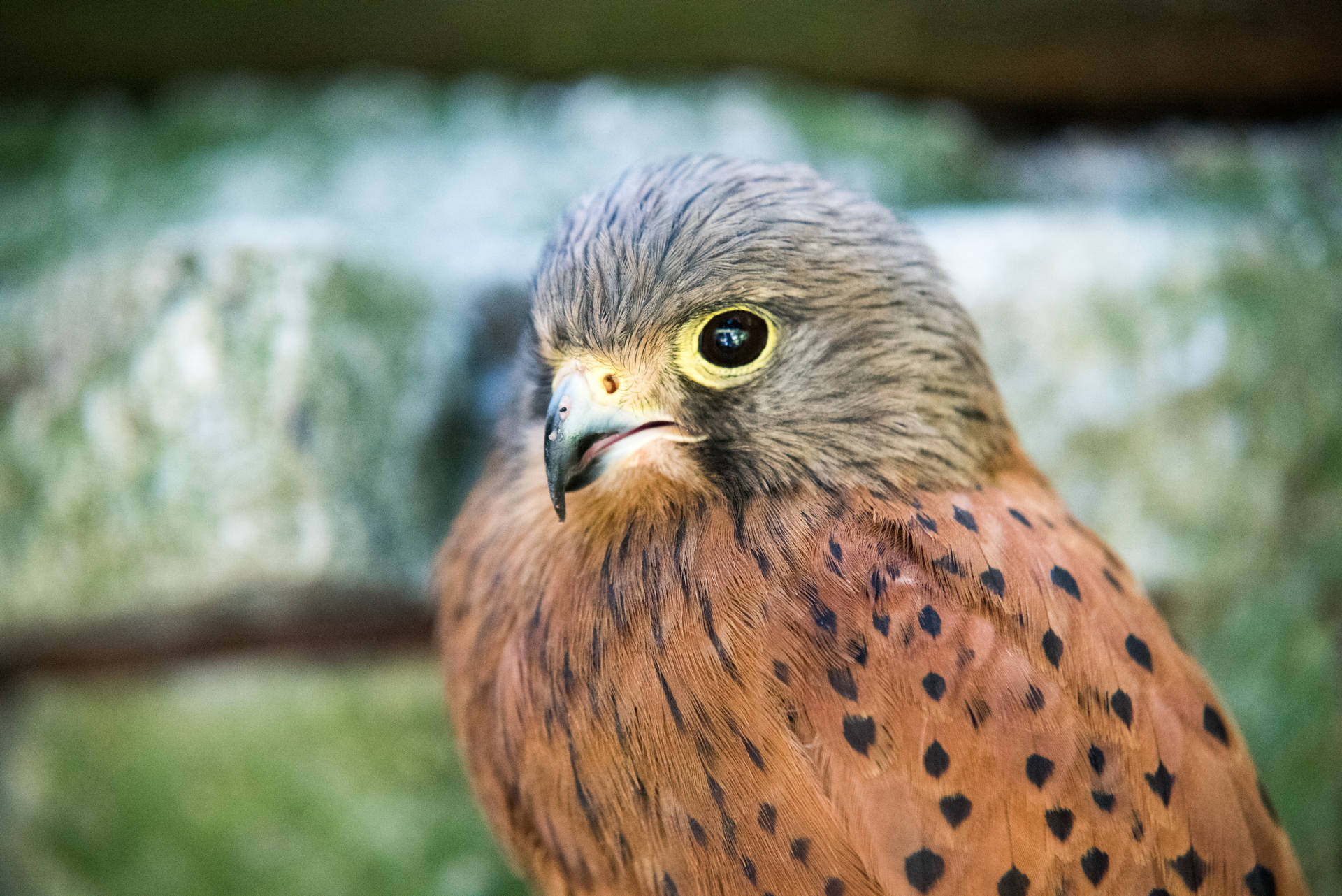 Small Brown Red Falcon