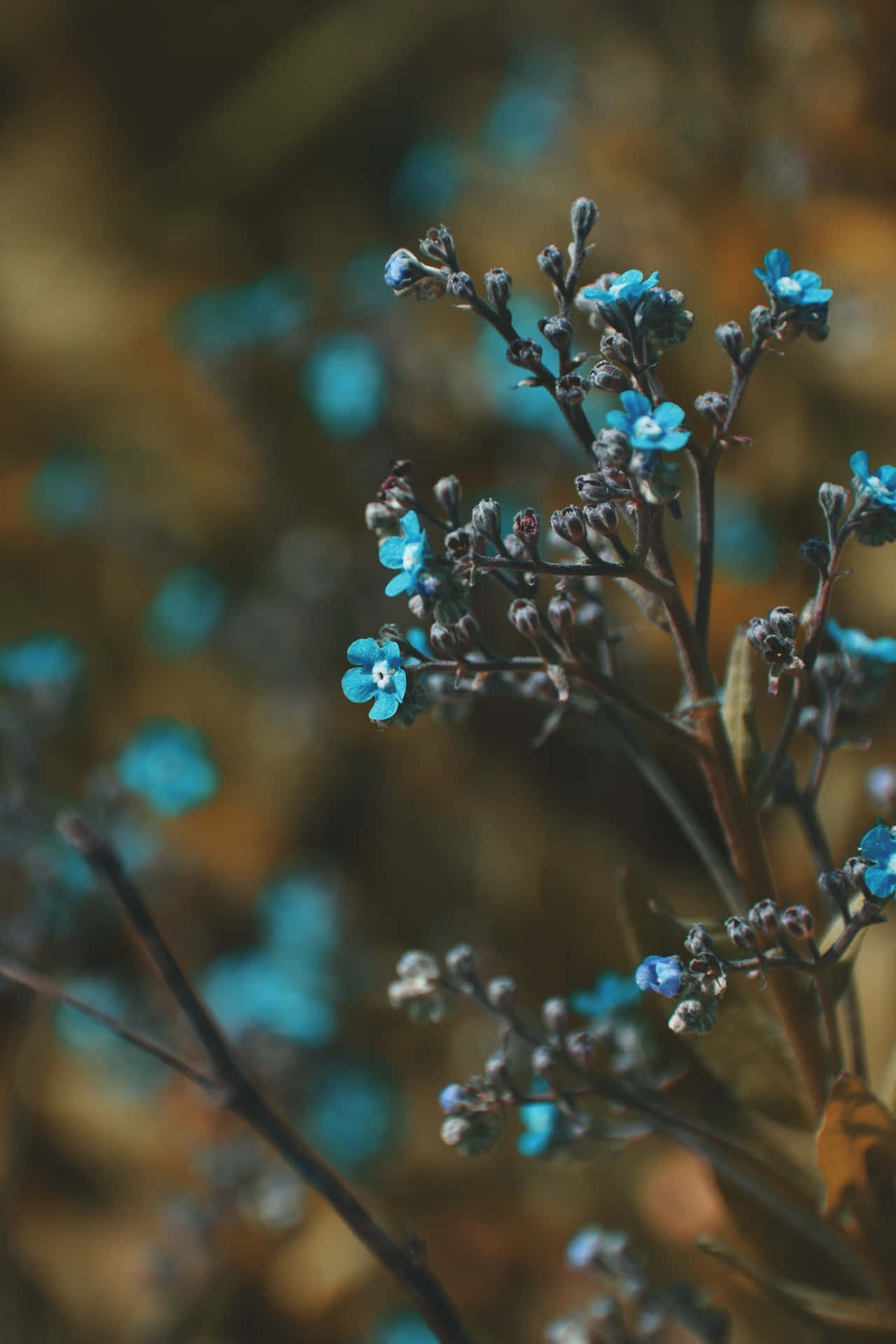 Kleineknospen Blaue Blumen Handy Wallpaper