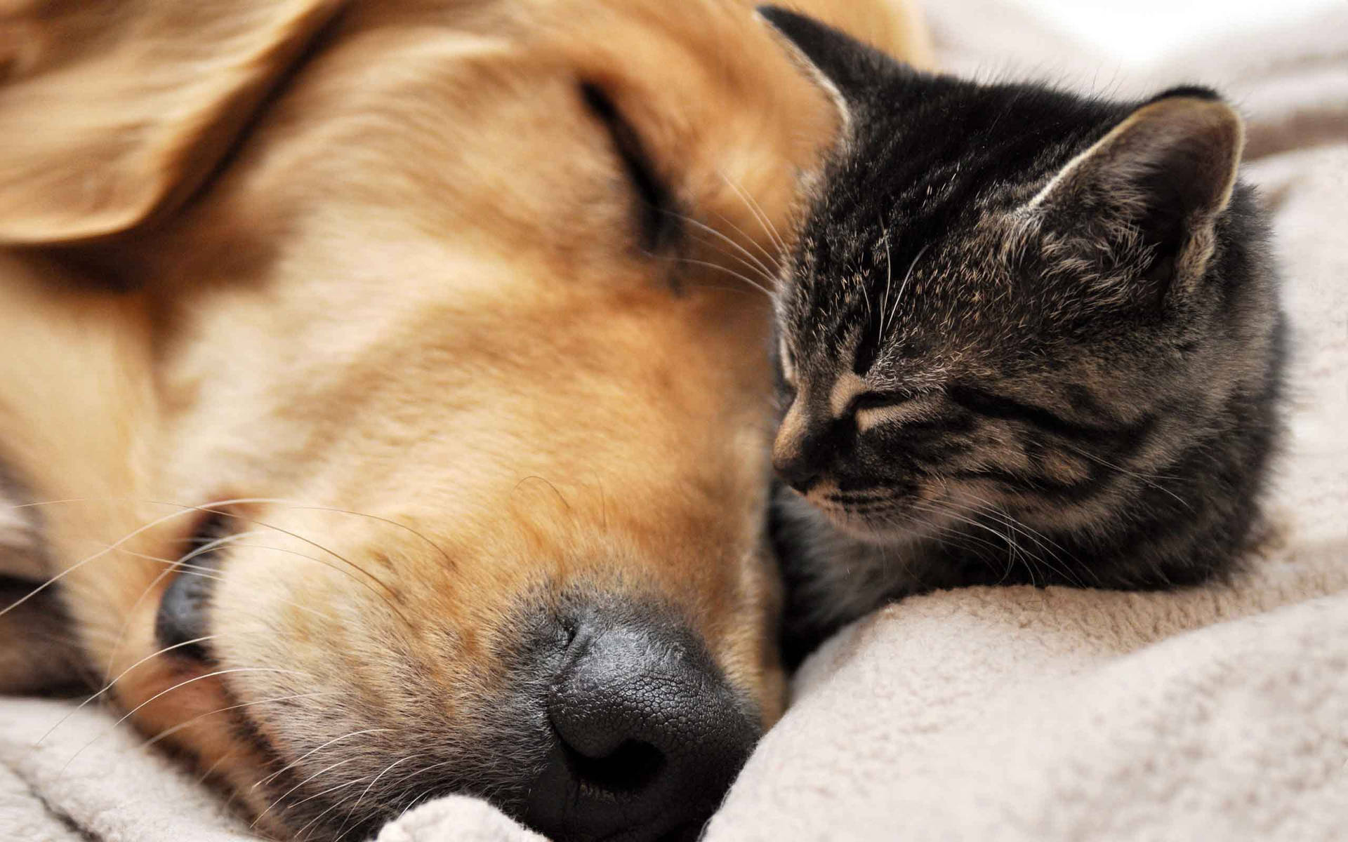 Small Cat And Dog Wallpaper