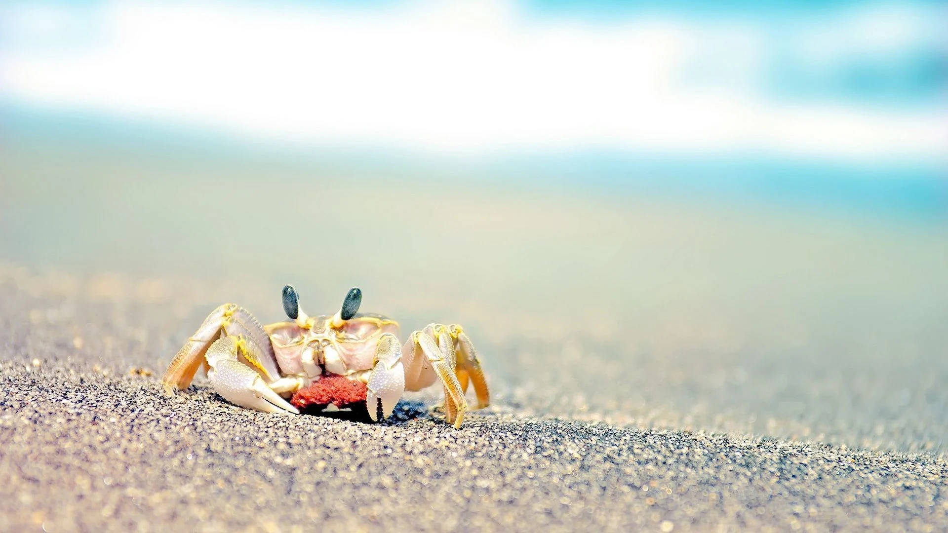 Lille Krabbe I Strand Sand Sommer Scene Wallpaper