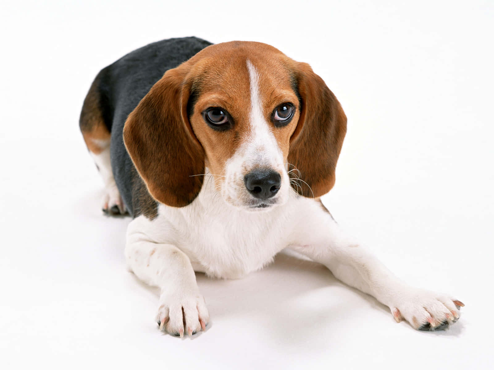 Small Dog Beagle Overhead Angle Shot Wallpaper