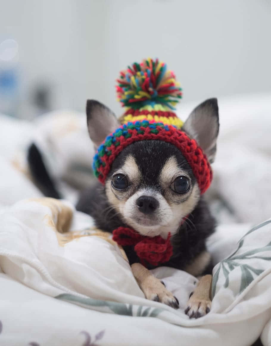 Pequeñoperro Chihuahua Con Retrato De Crochet. Fondo de pantalla