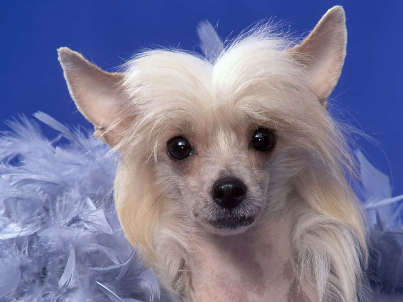 Small Dog Chinese Crested Dog Portrait Wallpaper
