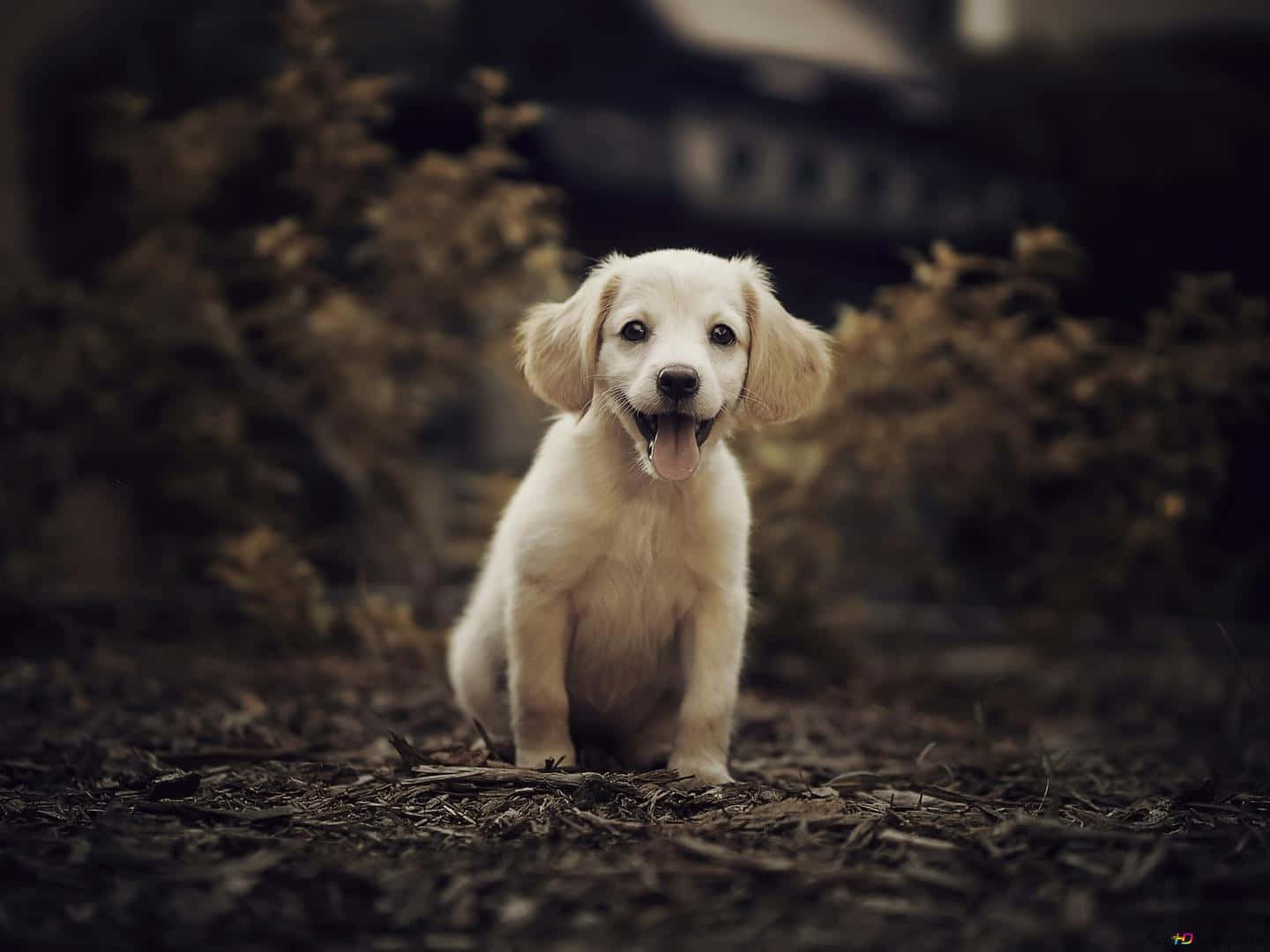 Small Dog Golden Retriever Vignette Shot Wallpaper