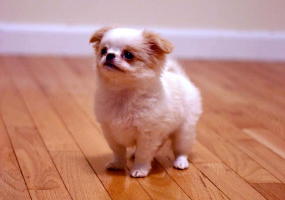 Small Dog Pictures