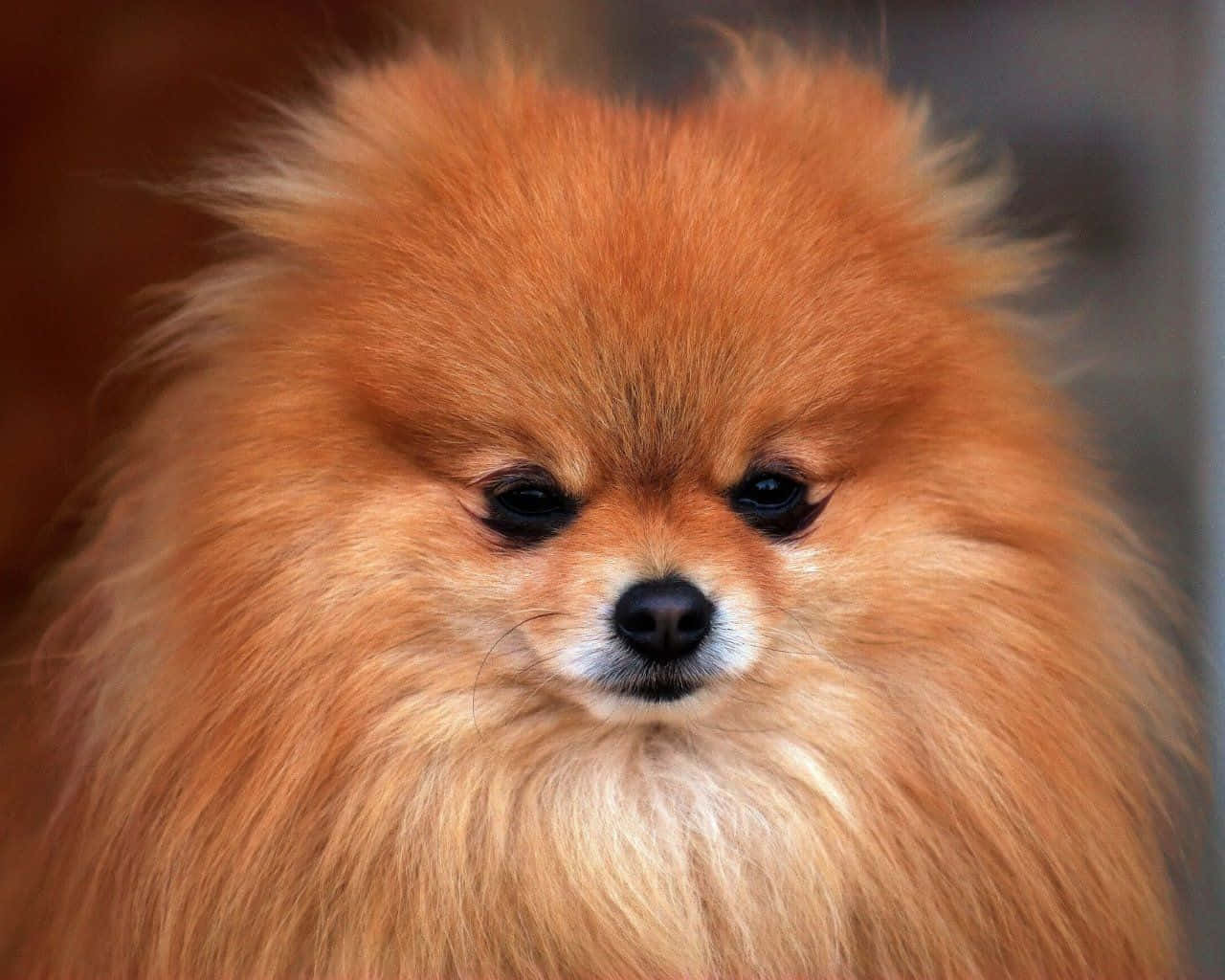 Small Dog Pomeranian Close Up Angle Shot Wallpaper
