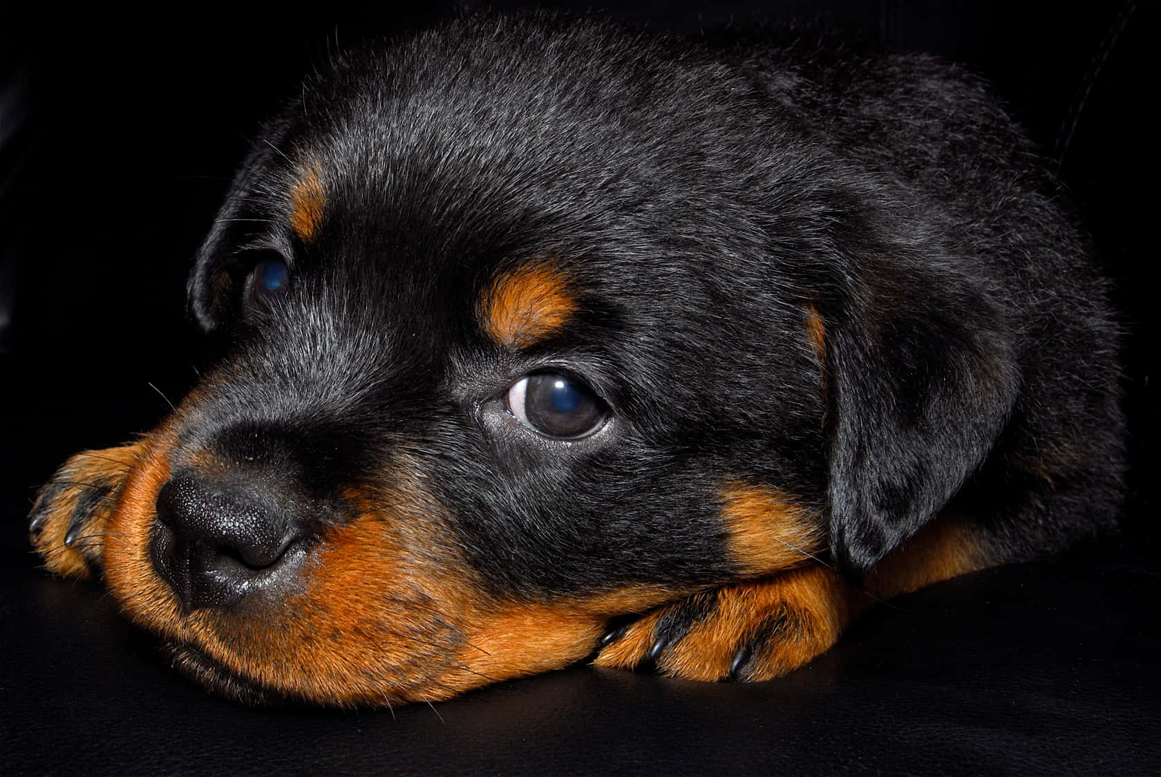 Small Dog Rottweiler Closeup Angle Shot Wallpaper