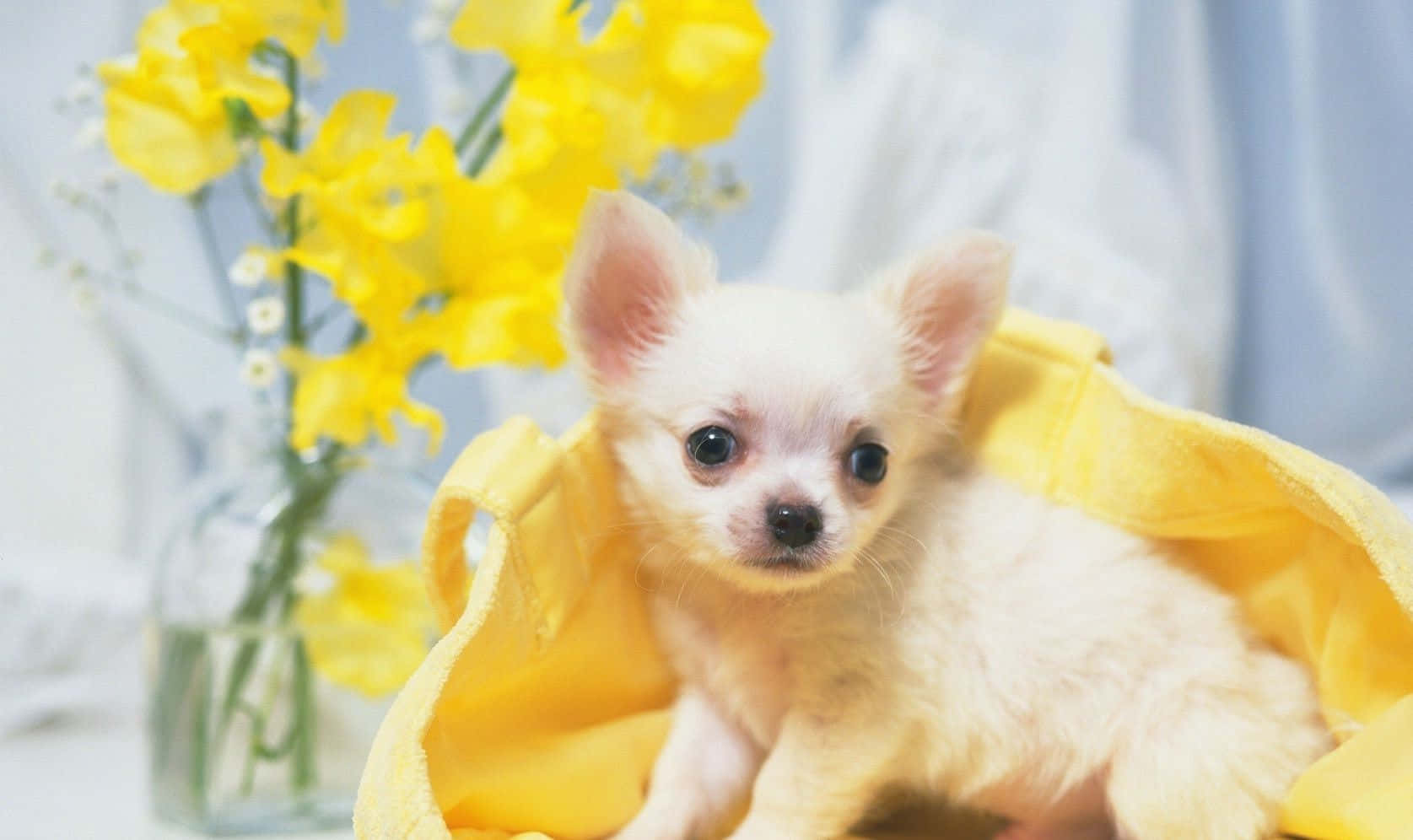 Small Dog Teacup Chihuahua Portrait Wallpaper